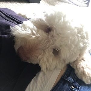 Meet your Posher, Bonnie